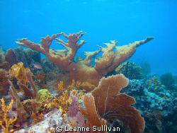Taken off the coast of Key Largo.  Great shallow diving. ... by Leanne Sullivan 